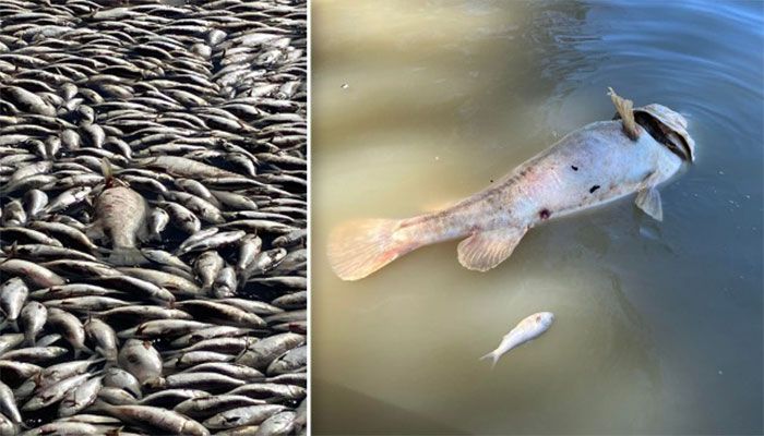 Fish have clogged a vast stretch of river near a remote town in Australian || Photo: Collected  