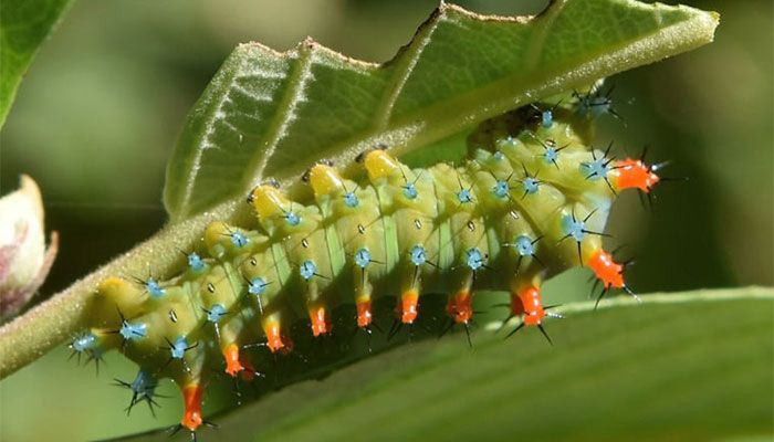 Caterpillars Easy Prey in Artificial Light: Study 