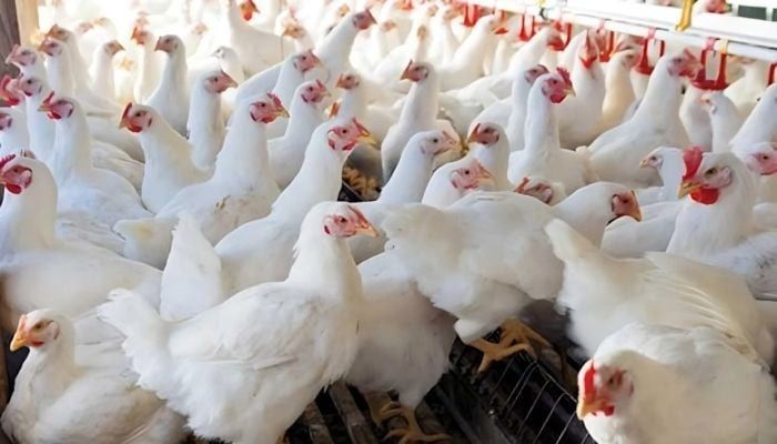 Broiler Chicken Now Selling at Tk 230 per kg, Egg Price Down 