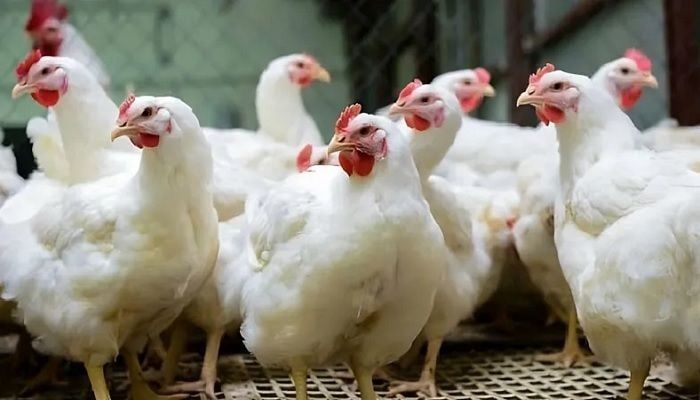 Broiler Chicken Price to Be Decreased by Tk 30-40 Per KG: DNCRP DG 