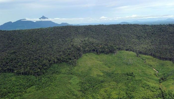 Amazon Forests Save $2bn in Pollution Healthcare: Study 