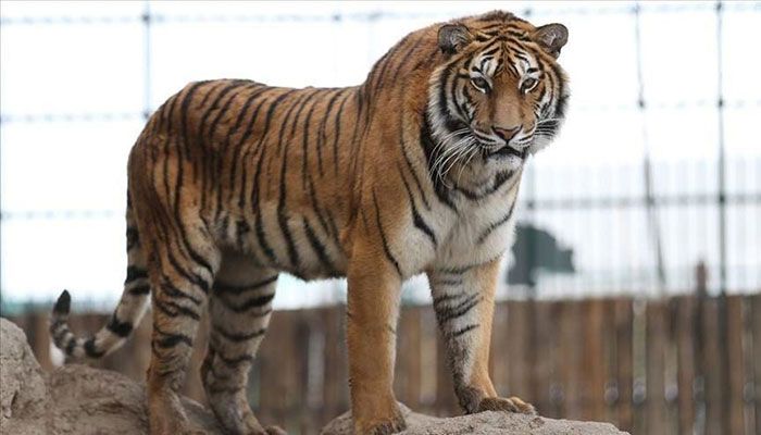 India's Tiger Population Rises above 3,000   