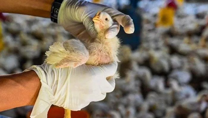 First H3N8 Bird Flu Death Recorded in China  