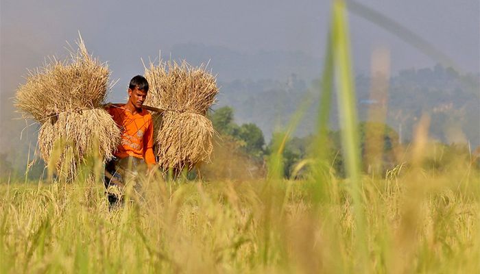 90% Paddy Harvested in Haor Areas: Minister