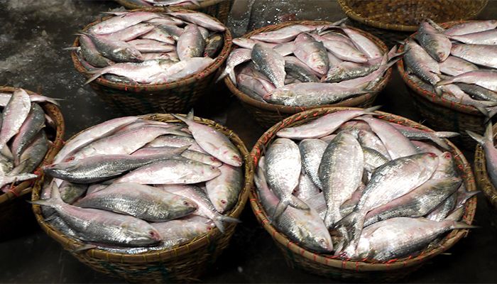 Hilsa Fishing Ban Ends on Sunday Midnight