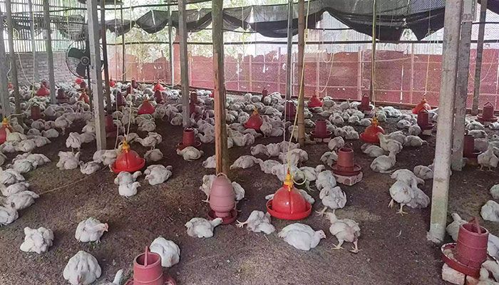 Heatstroke Killing Chickens, Wreaking Havoc on Kurigram Poultry Farms    