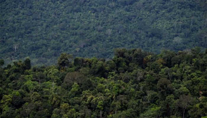 Amazon Scientists Simulate How Warming May Impact Jungle 