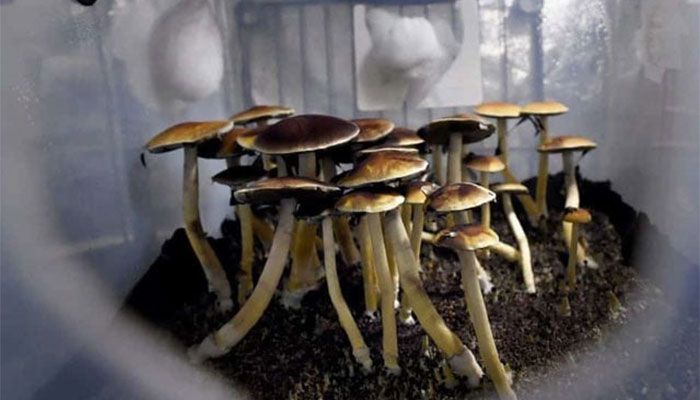 Oregon Turns On, Tunes In to the Power of Magic Mushrooms 