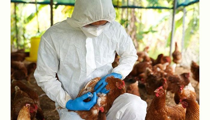 Paraguay Confirms Bird Flu Cases 