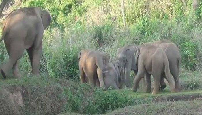 Farmer Trampled to Death by Wild Elephant in Sherpur  