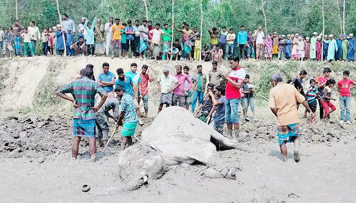 Elephant Found Dead in Sherpur  