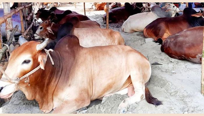 Eid-ul-Azha 2023: 1,76,690 Sacrificial Animals Ready in Chapainawabganj 