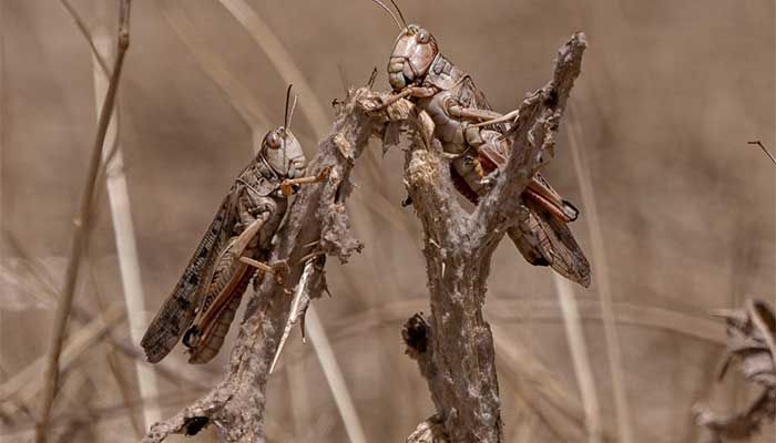 Locusts swarm in the Kandali area of Balkh province in northern Afghanistan || AFP Photo: Collected  