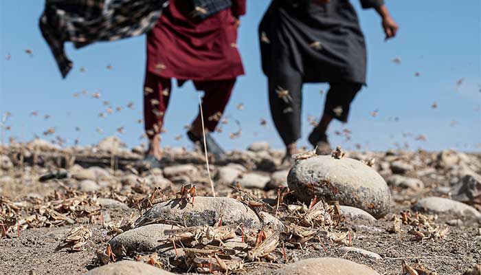 Afghanistan is facing its third consecutive year of drought with farmers in Kandali reporting no rain since March, which could have helped wash away the locusts. || AFP Photo: Collected 
