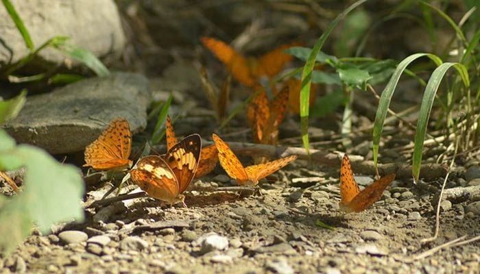 Usually butterflies are more common in green forests. || Photo: Star mail 