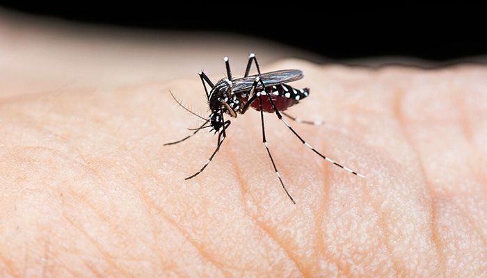 2 More Dengue Patients Die in 24 Hours
