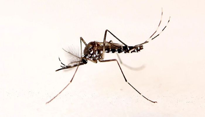Two More Dengue Patients Die in 24Hrs; 145 Hospitalised 