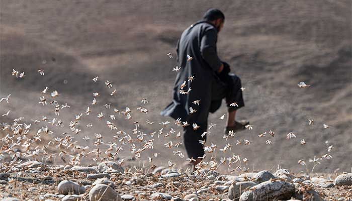 A farmer steps on locusts near a wheat field in a desperate attempt to save some of his crop. || AFP Photo: Collected  