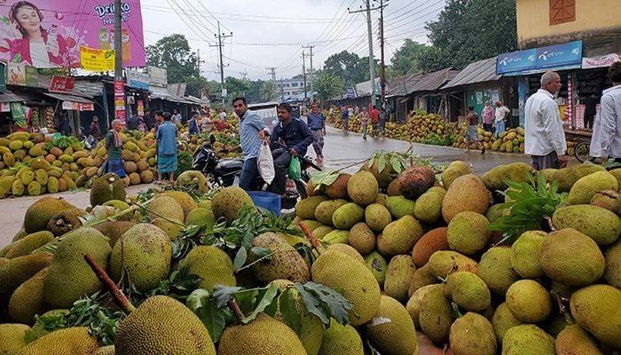 After mango and litchi, jackfruit is spreading the aroma of Khagrachari. 
