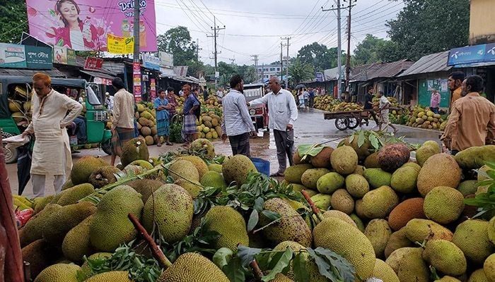 Local sellers from different upazilas, including remote hill towns, started bringing jackfruit to the largest jackfruit market in the district.