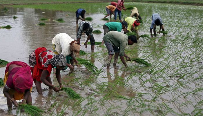 Rice Prices Set to Climb Further after India Export Ban