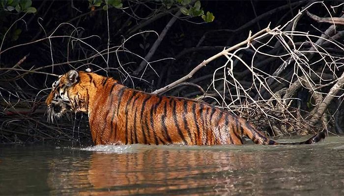 Bangladesh Major Hub for Tiger Poaching