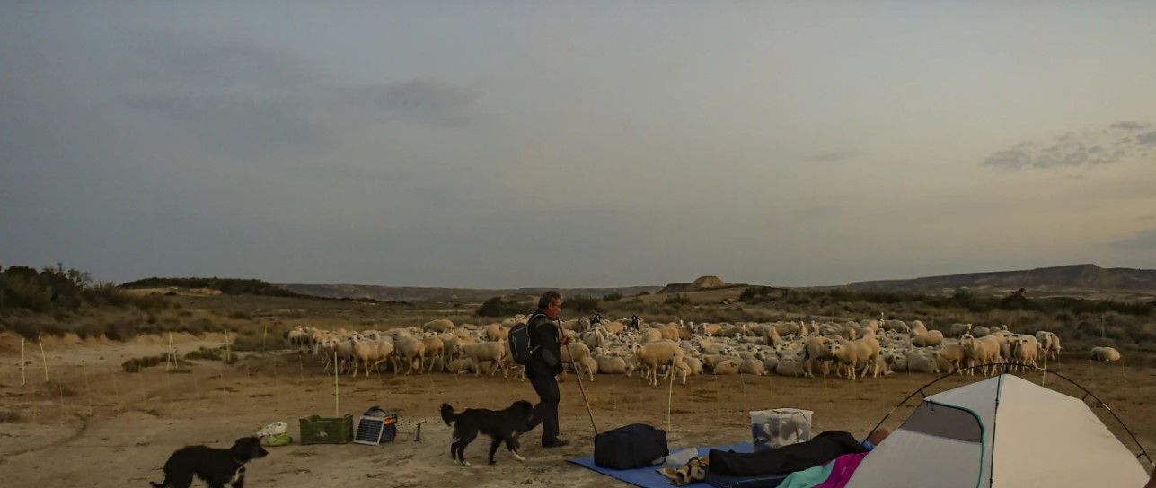 A shepherd keeps up the ancient rite of guiding sheep across northern Spain