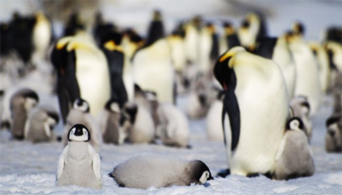 Antarctic Ice Breakdown Causes Thousands of Penguin Deaths