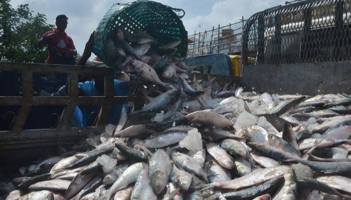 Hilsa is being caught in flocks in the sea. Fishermen are returning to the wharf with a trawler full of hilsa.