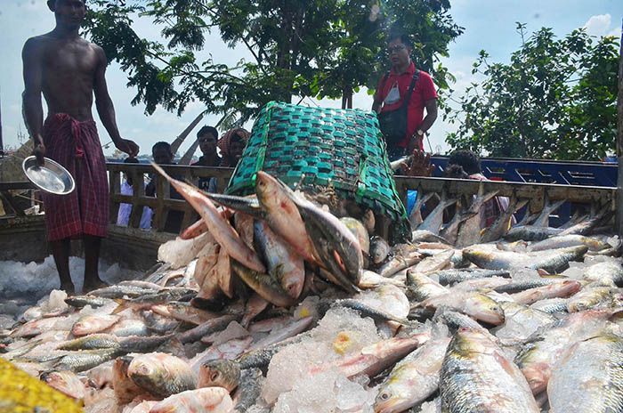 However, the price of Hilsa, the national fish of Bangladesh, is beyond the reach of common people.