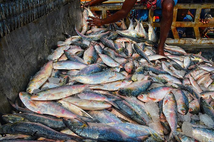 The price of one kilogram of hilsa is Tk 1400, the price of one and a half kg is Tk 1800, the weight of 2 kg is Tk 2200, and those above two kg are being sold at Tk 2,500 per kg.