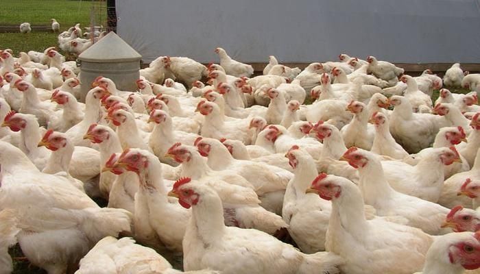 Broiler Prices Increased Over The Week