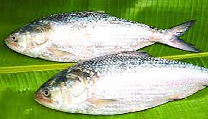 Hilsa Fish || Photo: Collected