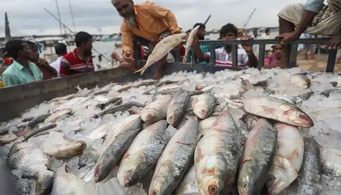 Permission To Export 3950 Tons Of Hilsa To India
