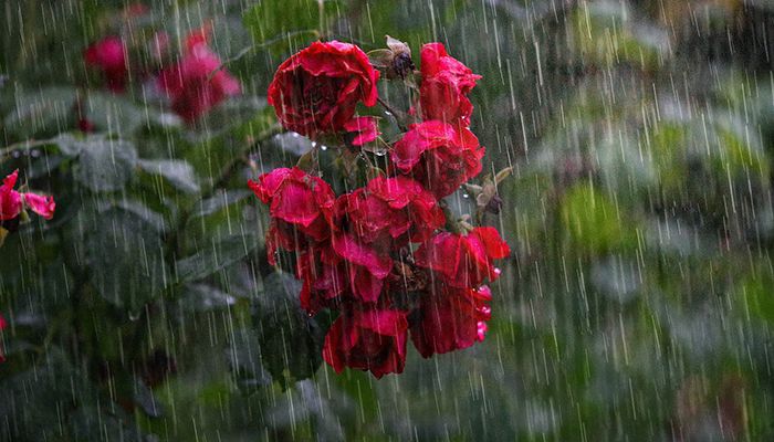 Rain showers on the Roses || Representational Image