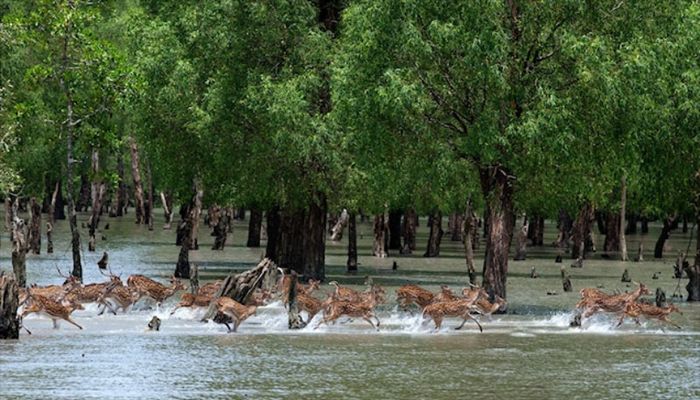 Funds Support To Counter Sunderbans Climate-Linked Loss-Damage Saught