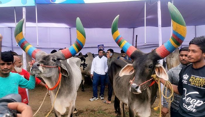 In 216 stalls, farmers started exhibiting various breeds of cows, buffaloes, goats, dumbas and other hobby animals. Both the cows in the picture are from Rajasthan, India.