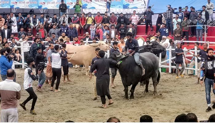 
The main attraction of the fair is the cow ramp show. The fair will continue till Saturday. A cow ramp show will be held at intervals of the fair.