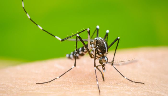 Dengue: 699 Cases; 5 Death In A Day