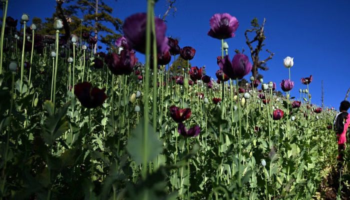 Myanmar Becomes World's Biggest Opium Producer