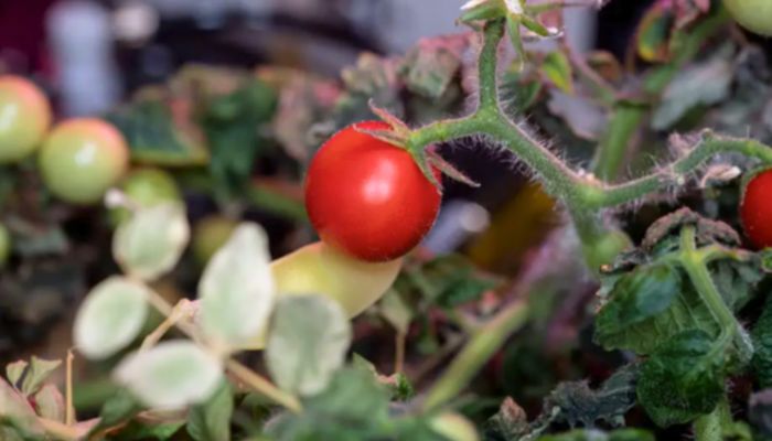 A red robin tomato growing on a vine in the ISS || Photo: NASA