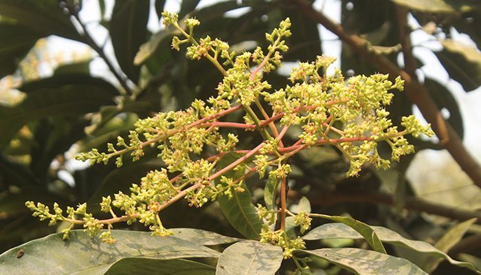 Falgun has not yet arrived in nature; But in the meantime, mango buds have bloomed on trees.