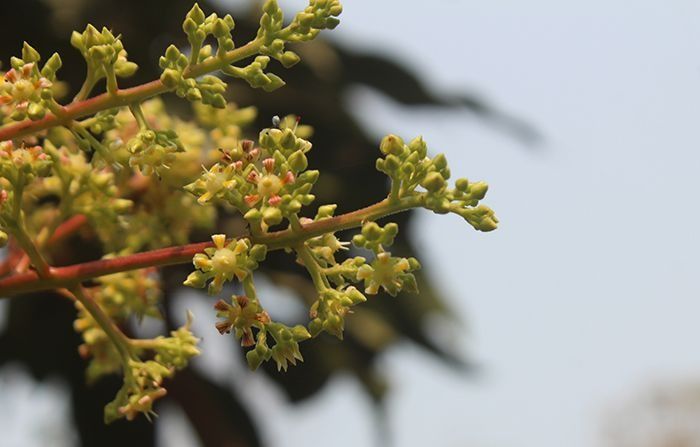In Bogura's Dhunat upazila, only buds are adorning the trees. It is like a combination of yellow and green.