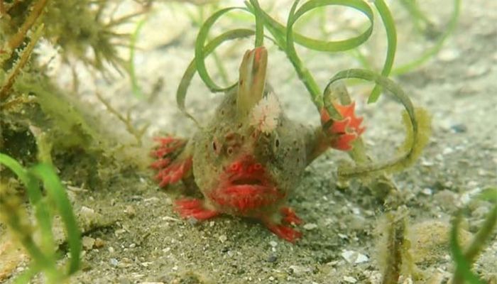 Australia Scientists Pluck Rare Handfish From Ocean Due To Climate Risk