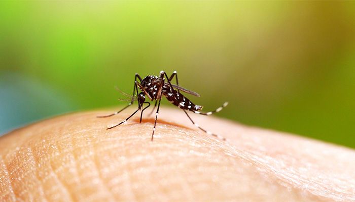 Dengue Claims 14 Lives In 30 Days