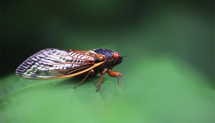 A periodical cicada || Photo: Collected