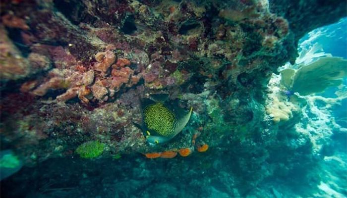 Florida Coral Reef Still Struggling After 2023 Heat Wave