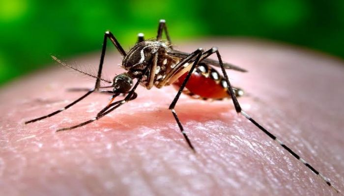 Another Dengue Patient Dies, 10 Hospitalised in 24hrs 