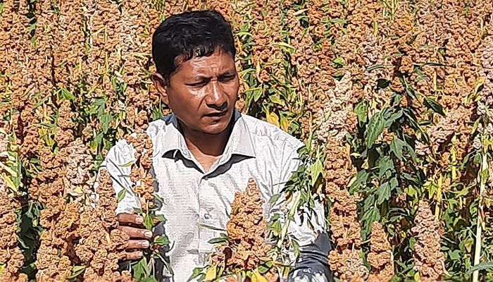 Quinoa, known as a superfood, is cultivated in Panchagarh. Aminur Rahman Amin, a retired army personnel, has ventured into quinoa cultivation for the first time and achieved success.