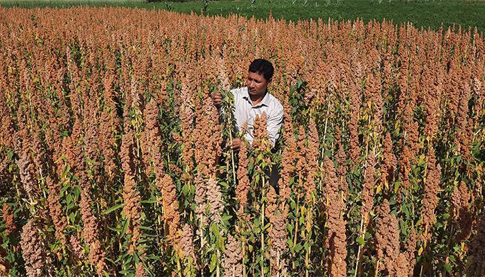 Quinoa farmer Aminur Rahman Amin's house is in Charokhura village of Garinabari union of Panchagarh Sadar upazila. He was inspired to grow quinoa after watching it on YouTube.